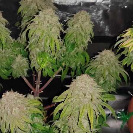 Fast Buds Mix Pack Foto first 2 seeds