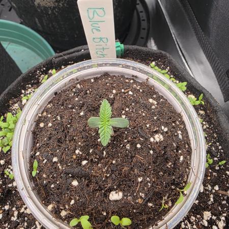 Summer/Fall Indoor Grow 2025