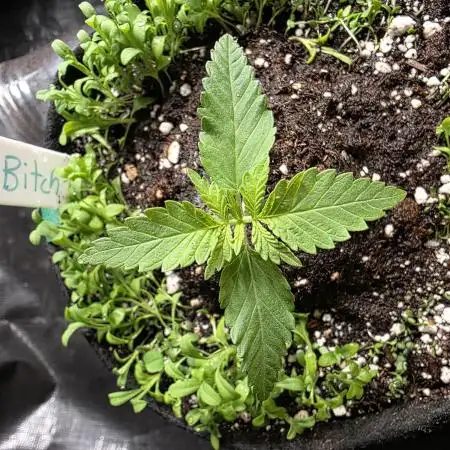 Summer/Fall Indoor Grow 2025