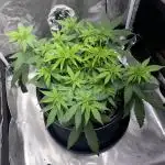 Grandmommy Purple | First Photoperiod