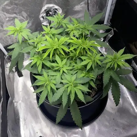 Grandmommy Purple | First Photoperiod