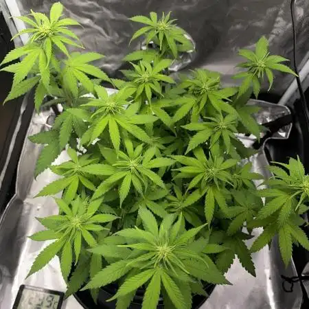 Grandmommy Purple | First Photoperiod