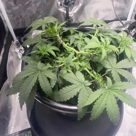 Grandmommy Purple | First Photoperiod