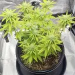 Grandmommy Purple | First Photoperiod