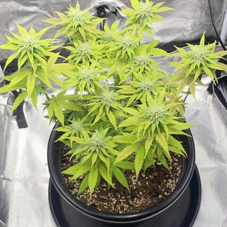 Grandmommy Purple | First Photoperiod