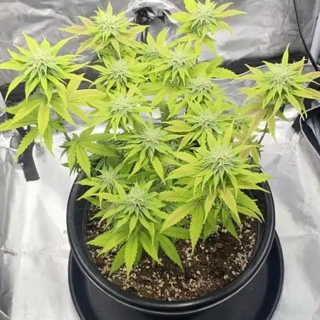 Grandmommy Purple | First Photoperiod