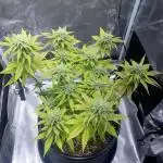 Grandmommy Purple | First Photoperiod