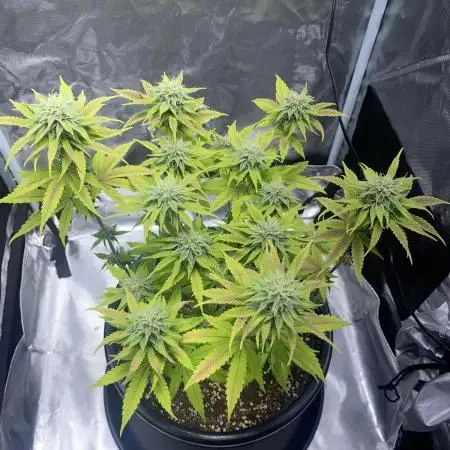Grandmommy Purple | First Photoperiod