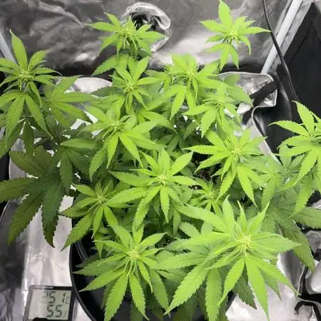 Grandmommy Purple | First Photoperiod