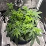 Grandmommy Purple | First Photoperiod