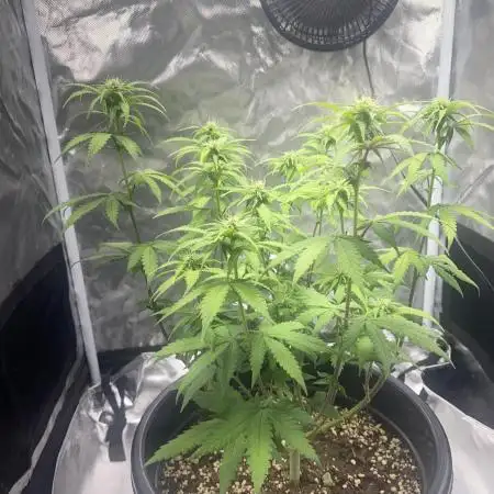 Grandmommy Purple | First Photoperiod