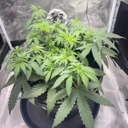 Grandmommy Purple | First Photoperiod