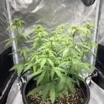 Grandmommy Purple | First Photoperiod