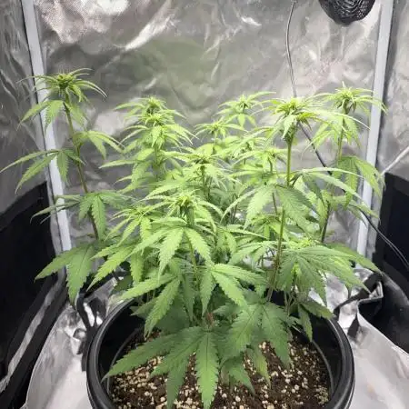 Grandmommy Purple | First Photoperiod