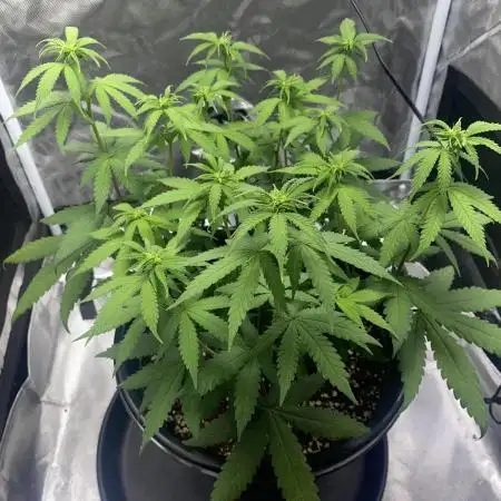 Grandmommy Purple | First Photoperiod