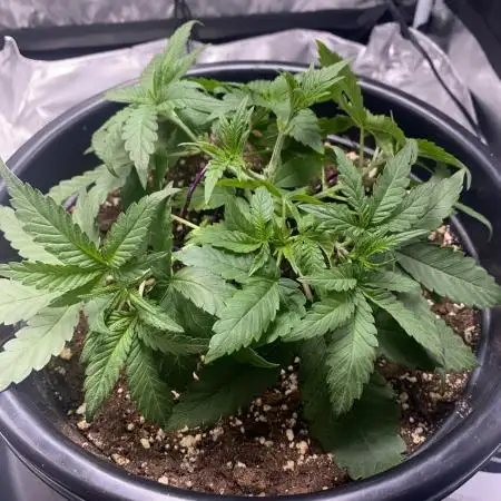 Grandmommy Purple | First Photoperiod