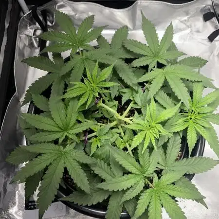 Grandmommy Purple | First Photoperiod