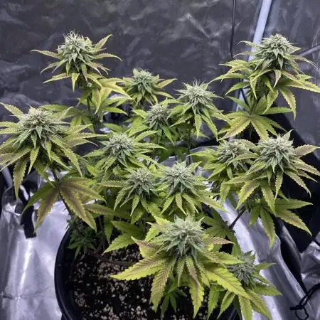 Grandmommy Purple | First Photoperiod