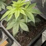 Inseedious Seeds New Strains