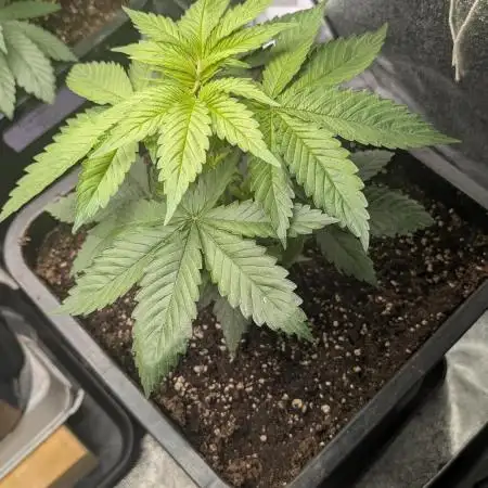 Inseedious Seeds New Strains