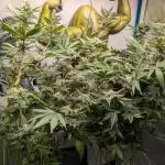 Testgrow Inseedious seeds & Hy-Pro