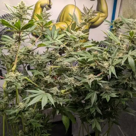 Testgrow Inseedious seeds & Hy-Pro