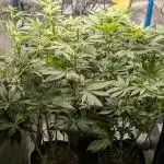 Testgrow Inseedious seeds & Hy-Pro