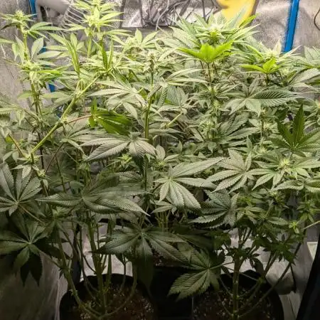 Testgrow Inseedious seeds & Hy-Pro