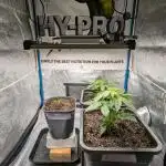 Inseedious Seeds New Strains & Hy-pro