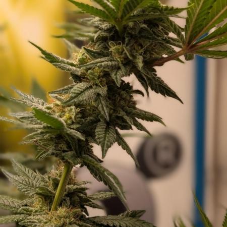 Testgrow Inseedious seeds & Hy-Pro