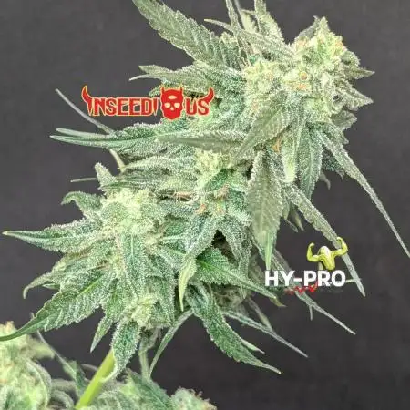 Testgrow Inseedious seeds & Hy-Pro