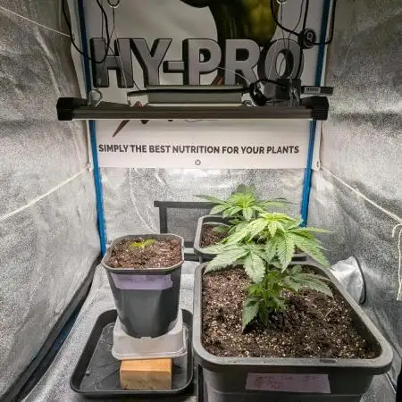 Inseedious Seeds New Strains & Hy-pro