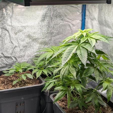 Inseedious Seeds New Strains