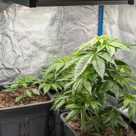 Inseedious Seeds New Strains