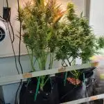 First Grow S.A.D Afgahni & Skywalker OG Auto
