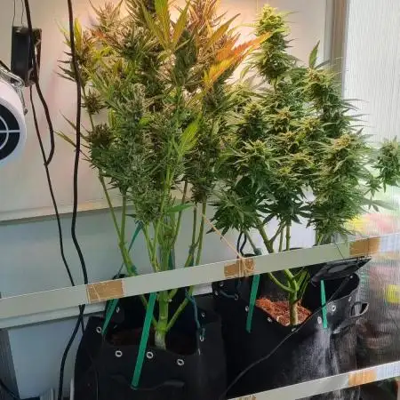 First Grow S.A.D Afgahni & Skywalker OG Auto