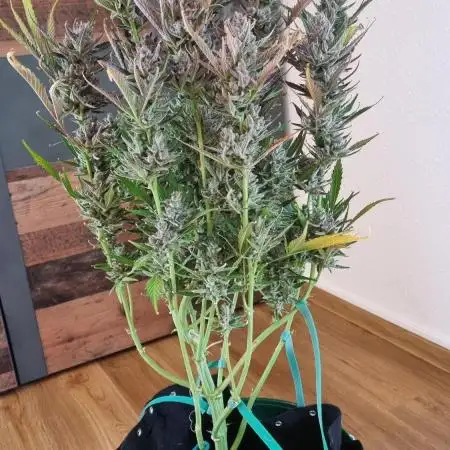 First Grow S.A.D Afgahni & Skywalker OG Auto