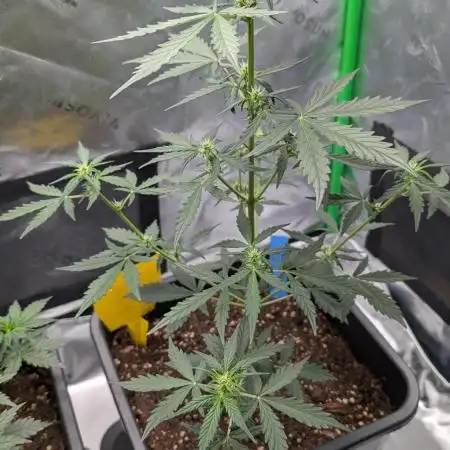 #2: Bubble Kush Cake Auto | Bud Voyage