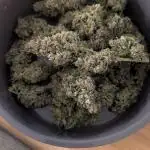 My First Grow: Bubble Kush Cake Automatic