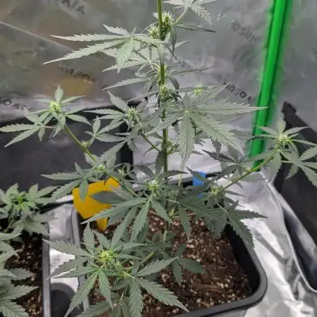 #2: Bubble Kush Cake Auto | Bud Voyage