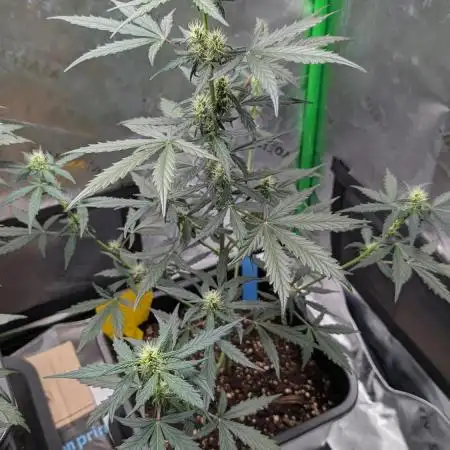 #2: Bubble Kush Cake Auto | Bud Voyage