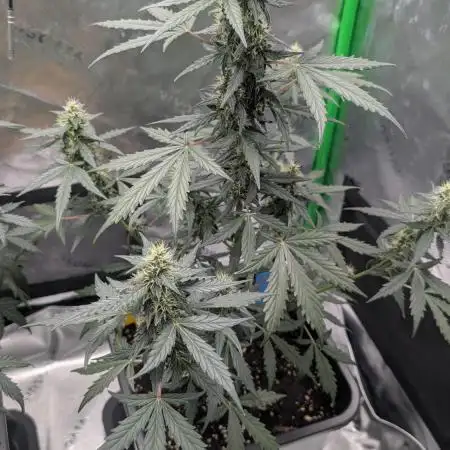 #2: Bubble Kush Cake Auto | Bud Voyage