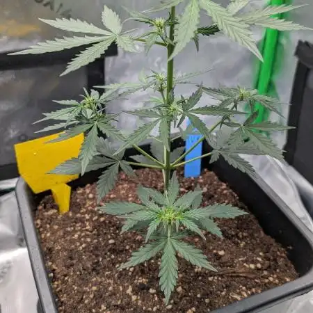 #2: Bubble Kush Cake Auto | Bud Voyage