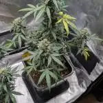 #2: Bubble Kush Cake Auto | Bud Voyage