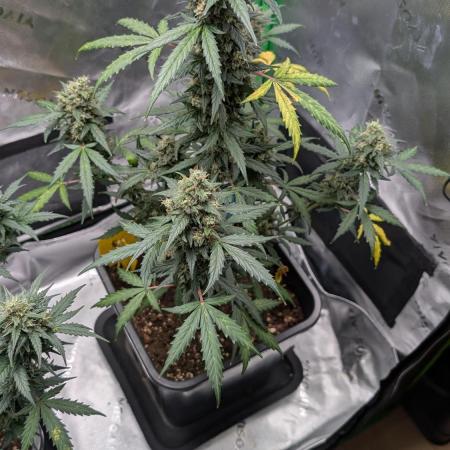 #2: Bubble Kush Cake Auto | Bud Voyage