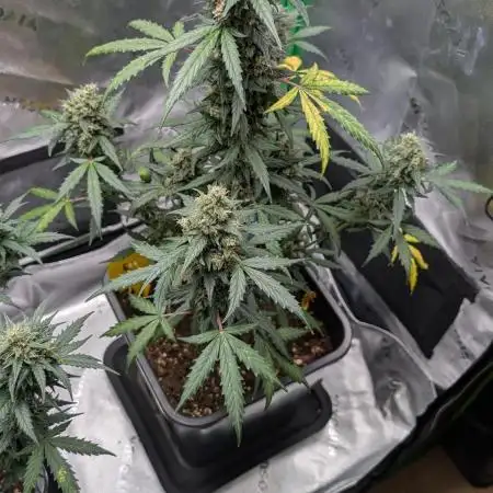 #2: Bubble Kush Cake Auto | Bud Voyage