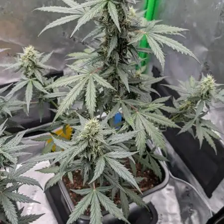 #2: Bubble Kush Cake Auto | Bud Voyage