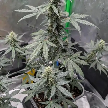 #2: Bubble Kush Cake Auto | Bud Voyage