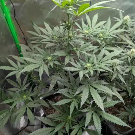 My First Grow: Lemon Ice Cream