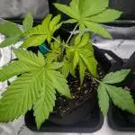 #3 Grand Daddy Purple